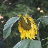 Сентябрь :: Наталья Герасимова