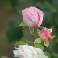 Сентябрь :: Наталья Герасимова