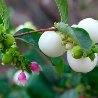 Снежноягодник :: Милешкин Владимир Алексеевич 