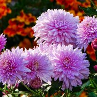 Цветы сентября. :: Милешкин Владимир Алексеевич 