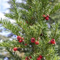 Тис ягодный :: Светлана Ищенко