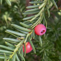Тис ягодный :: Светлана Ищенко Тис ягодный :: Светлана Ищенко