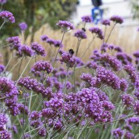 Вербена бонарская :: Светлана Ищенко