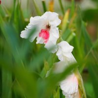 *** :: Иван Литвинов *** :: Иван Литвинов