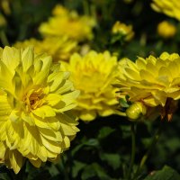 Георгина :: Анатолий Шумилин