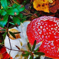 Август...Ядовитая лесная краса! :: Владимир Август...Ядовитая лесная краса! :: Владимир