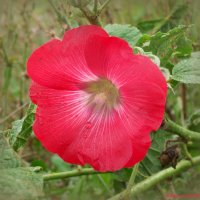 Вспоминая август.. :: Андрей Заломленков Вспоминая август.. :: Андрей Заломленков