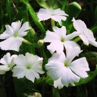 Нежная красота :: Людмила Смородинская