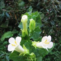 Ампельная глоксиния :: Людмила Смородинская Ампельная глоксиния :: Людмила Смородинская