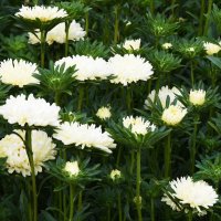 Москва. Август в Аптекарском огороде. :: Наташа *****