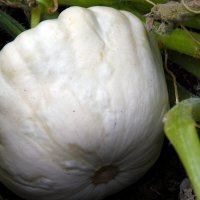 Москва. Август в Аптекарском огороде. :: Наташа ***** Москва. Август в Аптекарском огороде. :: Наташа *****