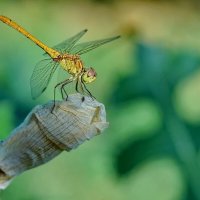 Макро мир вокруг нас... :: Николай Саржанов