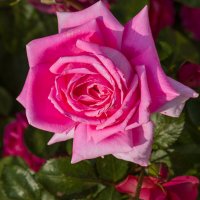 Москва. Кусково. :: Борис Калитенко