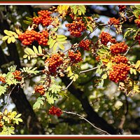 И вновь рябины урожай :: Владимир Кроливец