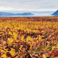 Золотая тундра.  :: Татьяна Чаброва