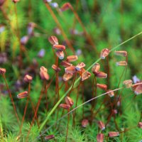 Сфагнум :: Галина Ильясова