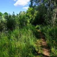 Чебоксары. Тропинка на опушке леса Сургутского оврага. :: Пётр Чернега