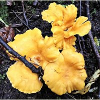 Лисички. :: Валерия Комова