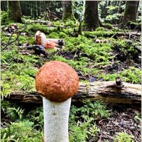 Малыш. :: Валерия Комова