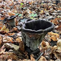 Чёрные лисички или вороночник рожковидный. :: Валерия Комова Чёрные лисички или вороночник рожковидный. :: Валерия Комова