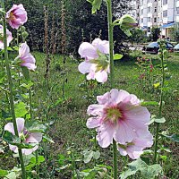 Цветы. :: Владимир Драгунский Цветы. :: Владимир Драгунский