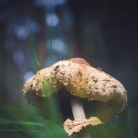 Немного о грибах :: Sergei Vikulov