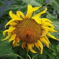 Подсолнечник :: Рита Симонова