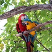 Милые бранятся, только тешатся. :: Андрей Андреев Андреев