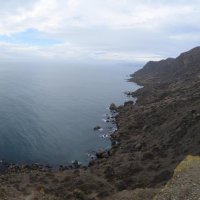 Природа Крыма :: Amazing Cosmea