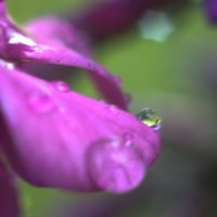 Флокс :: Kventin Natabos 