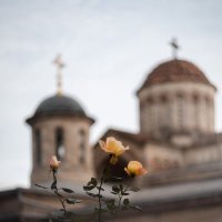 В обители осенних роз. :: Анатолий Щербак