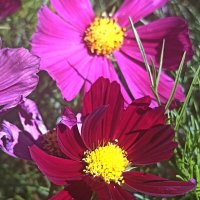 Цвета осени :: Pippa Цвета осени :: Pippa