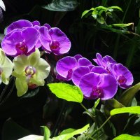 Орхидеи :: Лидия Бусурина Орхидеи :: Лидия Бусурина