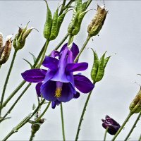 Аквилегия с привилегией :: Валентина *