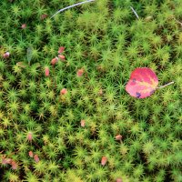 Приметы осени... :: Галина Ильясова Приметы осени... :: Галина Ильясова