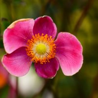 Доброе утро :: Юрий. Шмаков