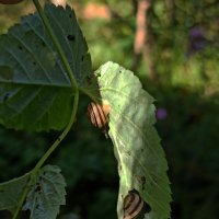 Ненасытные улитки... :: veilins veilins