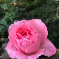 Роза :: Светлана Мишенёва