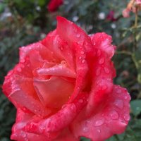 Роза после дождя :: Светлана Мишенёва