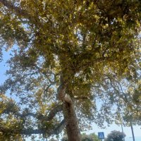 Платан восточный :: Ирэн 