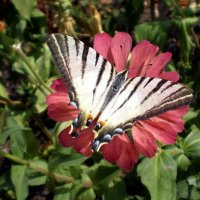 Королек :: Татьяна Пальчикова