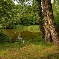 У четырёх берёз... :: Николай Гирш