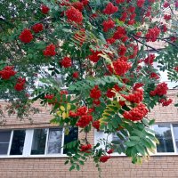 Рябиновый костер :: Galina Solovova