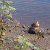 На берегу :: Дмитрий И_