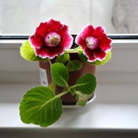 Домашние радости :: AleksSPb Лесниченко Домашние радости :: AleksSPb Лесниченко