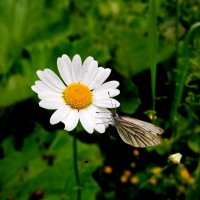 Ромашка и бабочка. :: Лия ☼