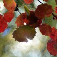 Осеннее  сияние :: Геннадий Супрун