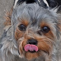 А ты так сможешь?! :: Валентина Нефёдова А ты так сможешь?! :: Валентина Нефёдова