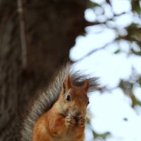 На ветру... :: Александр Кондаков