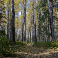 Тени осени :: Евгений Тарасов 